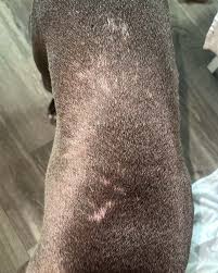 Image result for what do Cheyletiella look like in dog fur