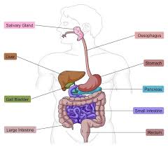 Grade 11 Ap Biology Human Digestive System Diagram Quizlet
