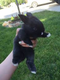 Black And White Holland Lop Mini Rex Holland Lop Mix Black Rabbit White Nose White Toes Pet Bunny Cute Baby Animals Cute Baby Bunnies