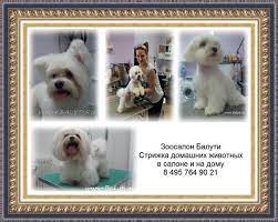 strizhka sobak maltijskaya bolonka malteze dogs grooming animals