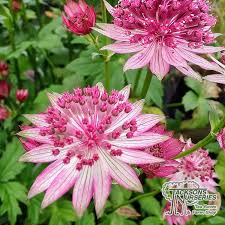 Image result for Astrantia major `Roma`