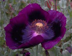 Dianna S Purple Poppies Purple Poppies Flower Landscape Poppy Flower