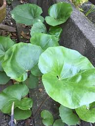 ツワブキ 石蕗 の育て方 植え替え時期や方法は 増やし方は Greensnap グリーンスナップ
