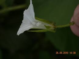 Image result for Ipomoea sinensis