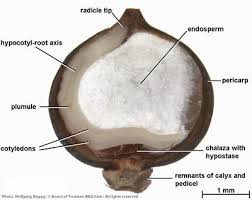 Image result for Persicaria senegalensis