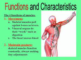 The 4 Functions Of Muscles 1 Name All