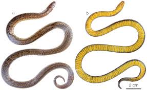 Image result for Atractus multicinctus