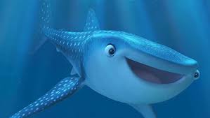 Swimming with a whale shark is a fantastic experience for everybody. Actual Teeth Have Been Discovered On The Whale Shark S Eyeball