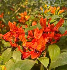 Image result for Ruttya fruticosa