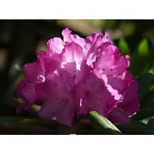 The exciting new southgate rhododendrons are heat tolerant and thrive in the south while performing equally well in traditional rhododendron areas. Jc Raulston Arboretum Photographs Of Southgate Brandi Rhododendron