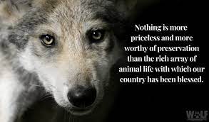 Enjoy reading and share 100 famous quotes about endangered species with everyone. On Its 45th Anniversary Feds Wage War Against The Endangered Species Act Wolf Conservation Center