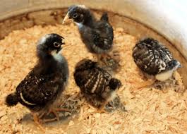 Barred Rock Chicks Pics From 2 Days 10 Weeks Old Best Egg Laying Chickens Chickens Backyard Raising Backyard Chickens