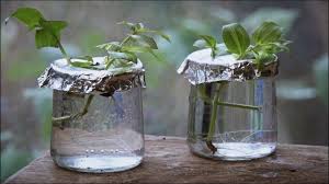 Comment Bouturer Une Plante D Interieur Truffaut Youtube