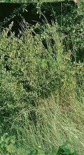 Image result for Schizachyrium brevifolium