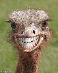 Are you searching for funny smile png images or vector? Teeth Ostrich Emu Funny Smile Blank Template Imgflip