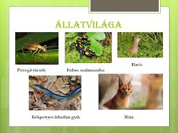 20 170 ha bioszféra rezervátum: Duna Ipoly Nemzeti Park Termeszeti Es El O Vilaga Cimere Ppt Letolteni