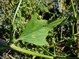 Image result for Ochthocharis