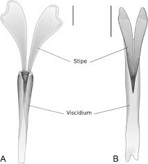 Image result for Cyrtorchis neglecta