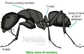 I like words and games. Carpenter Ant Identification Resources Nebraska Extension In Lancaster County