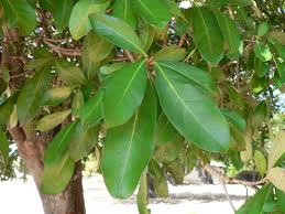 Image result for Synsepalum