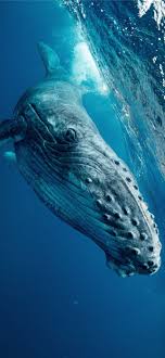 We have an extensive collection of amazing background images carefully chosen by our 2000x1339 humpback whale breaching wall mural. Humpback Whale Iphone Wallpapers Free Download