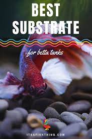 Choosing Substrate For Betta Tanks Sand Gravel Marbles Betta Tank Betta Betta Fish Care