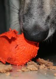 In no time, they'll steer clear of anything you've sprayed. Stop Your Dog From Eating Everything Tips Tricks For Success
