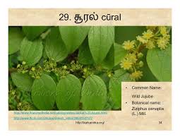 Flowers names in tamil and english with images.learn tamil flowers name,பூக்களின் பெயர்கள் தமிழ் மற்றும் ஆங்கிலம்,learn flowers name for kids, learn names. 99 Tamil Flowers