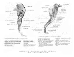 Dog anatomy comprises the anatomical studies of the visible parts of the body of a domestic dog. Dog Hind Leg Tendon Anatomy