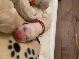 New akc championship litter on the way.now accepting deposits of $100.00.please do not hesitate reserve yours today.pups will have hip. Labrador Retriever Puppies For Sale Home Facebook