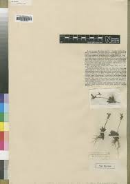 Image result for Craterostigma hirsutum