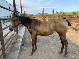 One of our stallions, mark me famous is a ibha world champion dun factor horse. Buckskin Horses Horses For Sale