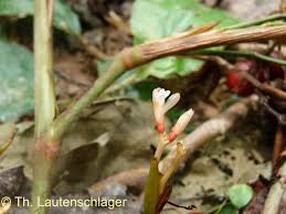 Image result for Sarcophrynium prionogonium