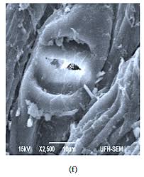 Image result for Phragmanthera capitata