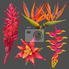 Weitere ideen zu ungewöhnliche blumen, blumen, exotische blumen. Exotische Blumen Und Blatter Set Tropische Blumenelemente Fur Fototapete Fototapeten Wasserfarbe Hand Gezeichnet Dekorativ Myloview De