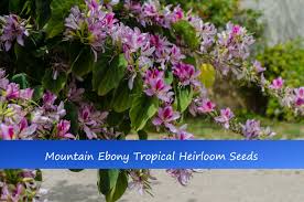 Image result for Bauhinia variegata