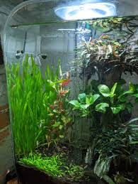 Image result for Vallisneria