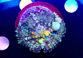 Sbb little shop of horror 149.99. New Jersey Powerball Bounce And Mushrooms For Sale Reef2reef Saltwater And Reef Aquarium Forum