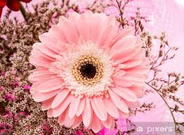 Image result for Gerbera