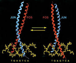 Lee & yc tan asub kohas petaling jaya. Close Encounters Of Many Kinds Fos Jun Interactions That Mediate Transcription Regulatory Specificity Oncogene