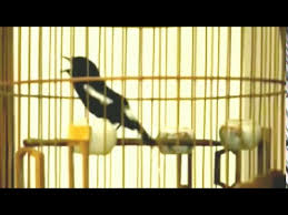 Decu wulung isian lagu mp3 download from mp3 lagu mp3. Download Decu Wulung Pancingan Plong Mp3 Mp4 3gp Flv Download Lagu Mp3 Gratis