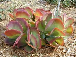 Kalanchoe Thyrsiflora Piante Grasse Pianta Grassa