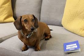 What type of pets can get an eu pet passport under the. Traveling With Pets No Deal Brexit Would Make It Far Harder