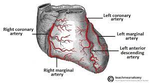 A coronary artery is suddenly blocked. Vasculature Of The Heart Teachmeanatomy