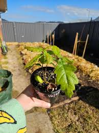Image result for oak sapling