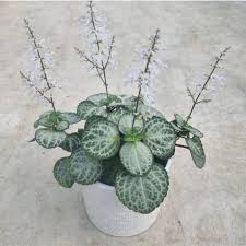 Image result for Plectranthus mandalensis