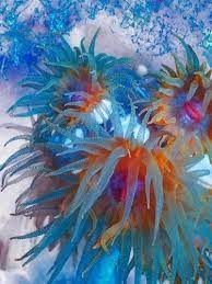 Anemones Sea Anemone Sea Creatures Underwater Creatures