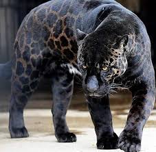 Pin On Felinos I I