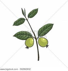 Vector Drawing Guava Vector Photo Free Trial Bigstock These steps will help you start to explore how to draw basic. vector drawing guava vector photo