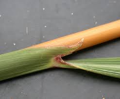 Image result for Sorghastrum nudipes